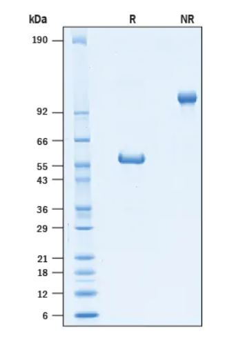 2 μg/lane Protein  was resolved with SDS-PAGE under reducing (R) and non-reducing (NR) conditions and visualized by Coomassie® Blue staining.